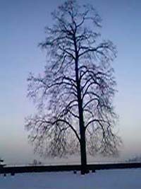 Baum